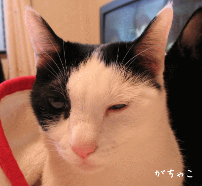 今年もありがとう_a0166338_13465088.gif