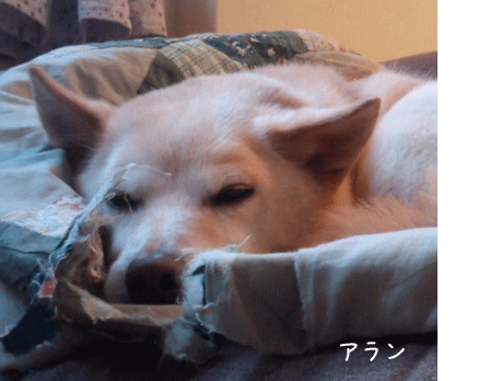 a0166338_13474575.gif