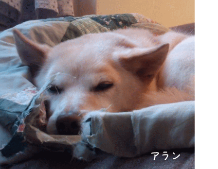 今年もありがとう_a0166338_13474575.gif