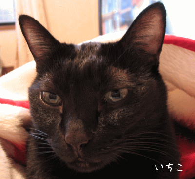 a0166338_1347567.gif