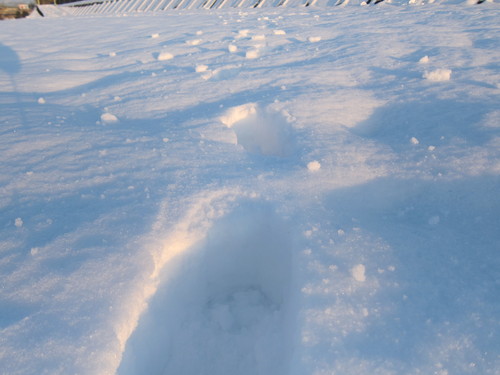 今日は天気が良いですよ、明日からは・・・・・_d0156438_13185515.jpg