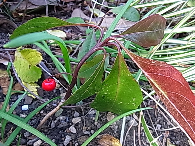e0181373_2136372.jpg