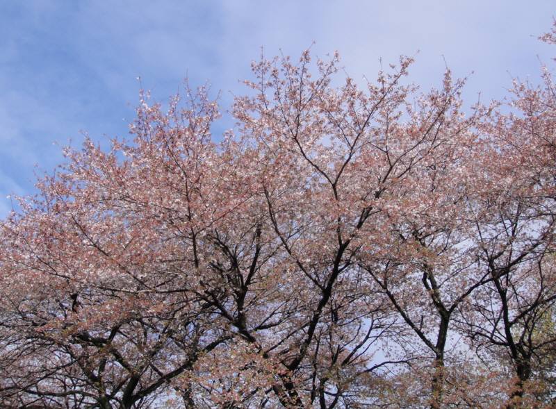f0059673_19243421.jpg