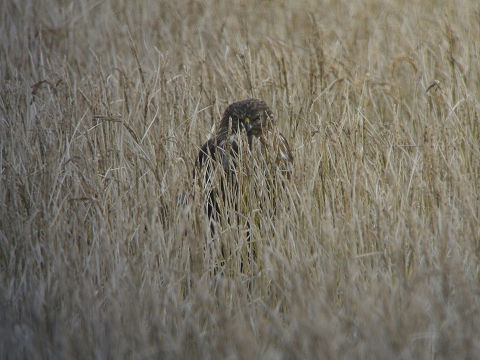 c0002874_18355211.jpg