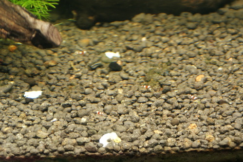 a0183301_04552100.jpg