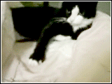 c0072801_11594888.gif