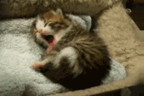 c0072801_1201222.gif