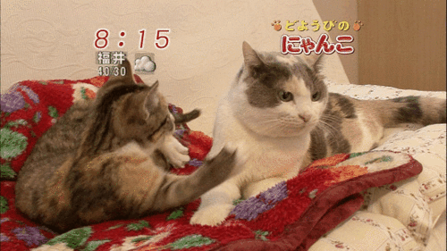 c0072801_1202235.gif