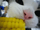 c0072801_120261.gif