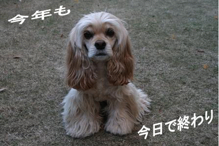 c0128303_2058487.gif