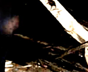 e0103408_2364812.gif