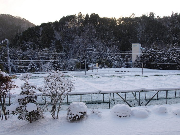 雪の大晦日_c0116915_2355653.jpg