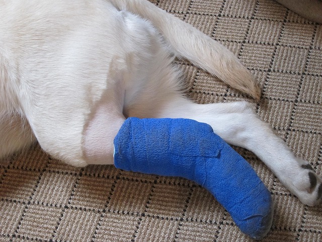 今年を振り返る…_e0192217_12105556.jpg