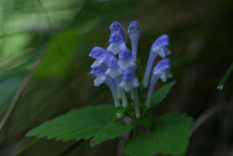 e0132536_16384188.jpg
