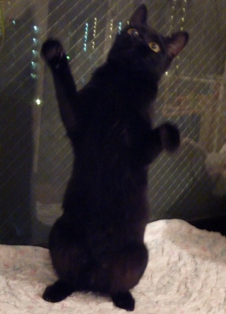 お誕生日猫 ろった1歳編。_a0143140_1641866.jpg