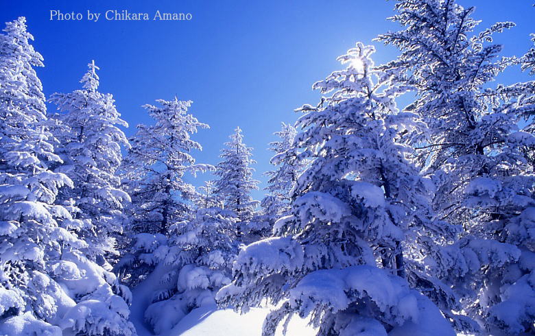 澄明な冬晴れの空と新雪の樹氷林_f0045844_165123.jpg