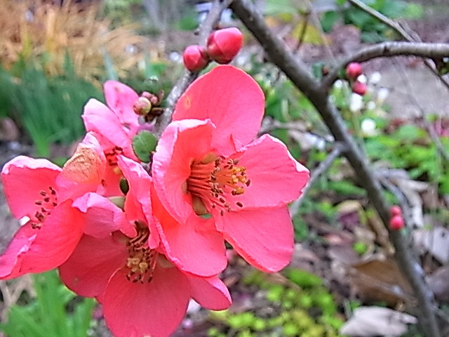 e0181373_21264170.jpg