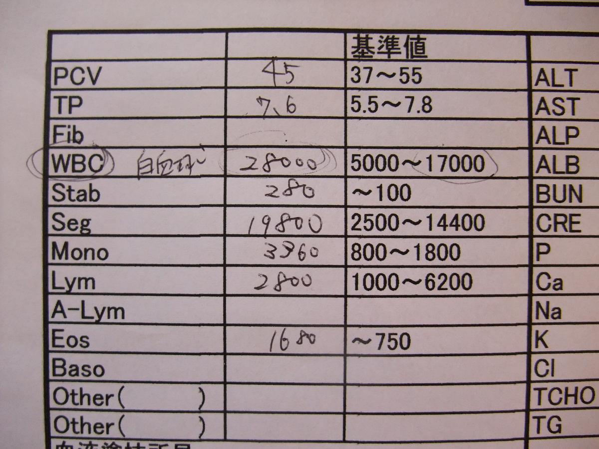 レントゲン 血液検査 肛門絞り 爪切り 保護犬ちゃんあずかり日記