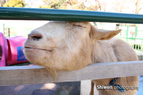 甥っ子動物園へ_d0170980_22254514.jpg