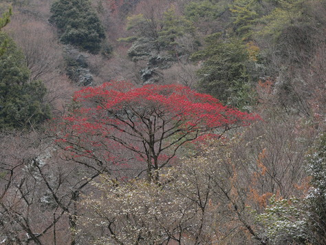 e0123889_1735331.jpg