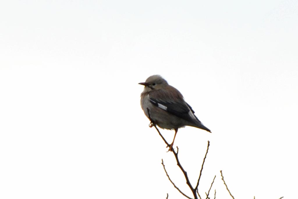 今年もお世話になりました/今年撮った珍鳥_b0024798_63426.jpg