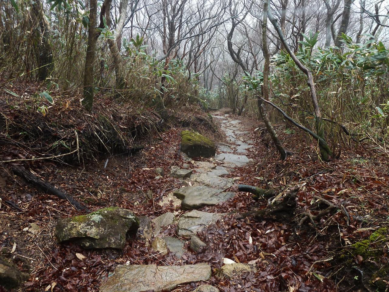 御在所岳－国見尾根から裏道へ_e0110500_21384142.jpg