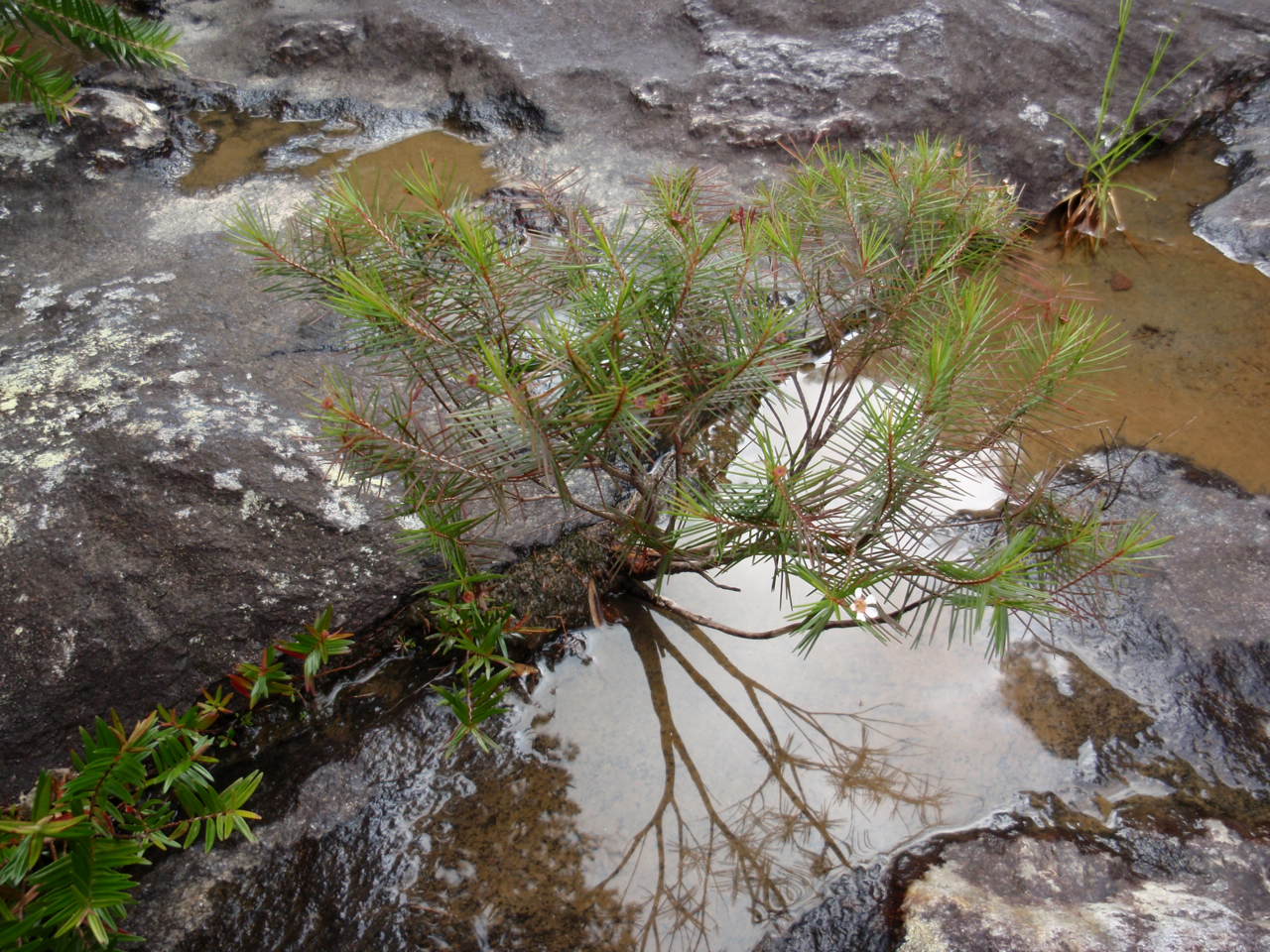 ニューカレドニア採取Sannantha pinifoliaシノニム：Backia属(抽水生低木）_d0187020_17225456.jpg