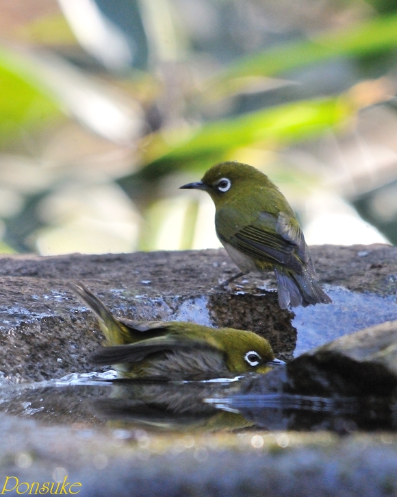 今年最初の野鳥写真は．．．_b0208227_1842364.jpg