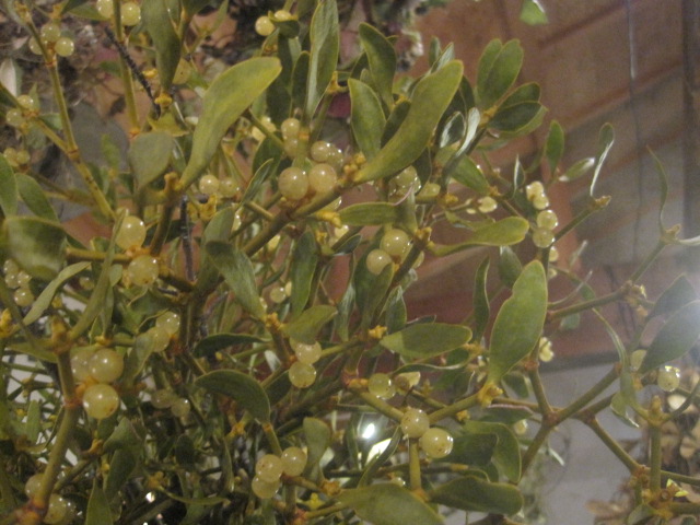 2011_c0102228_1745116.jpg