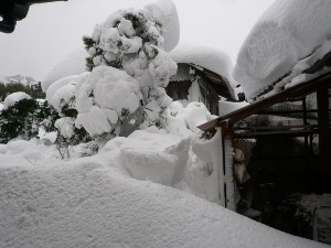 故郷は大雪_f0142733_22291073.jpg