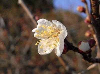 新年あけまして御芽出度うございます。Ume_f0206939_10355934.jpg