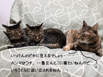 f0116546_0434471.gif