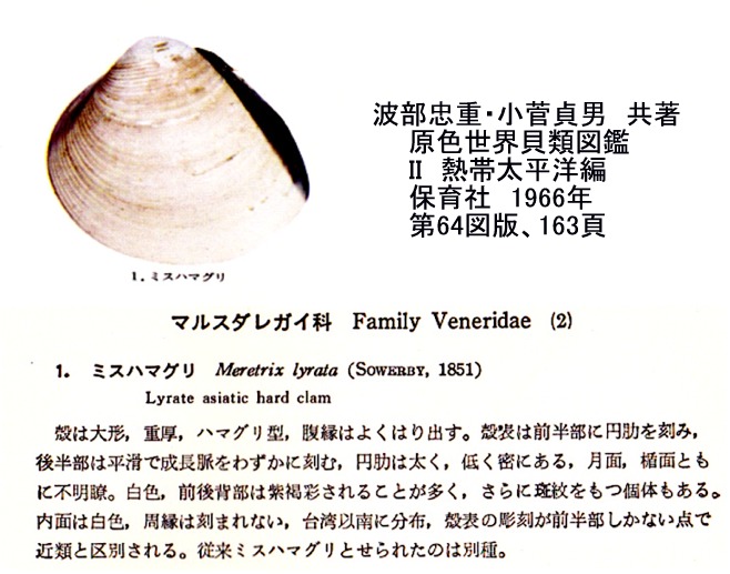 ミスハマグリのミステリー Beachmollusc ひむかのハマグリ