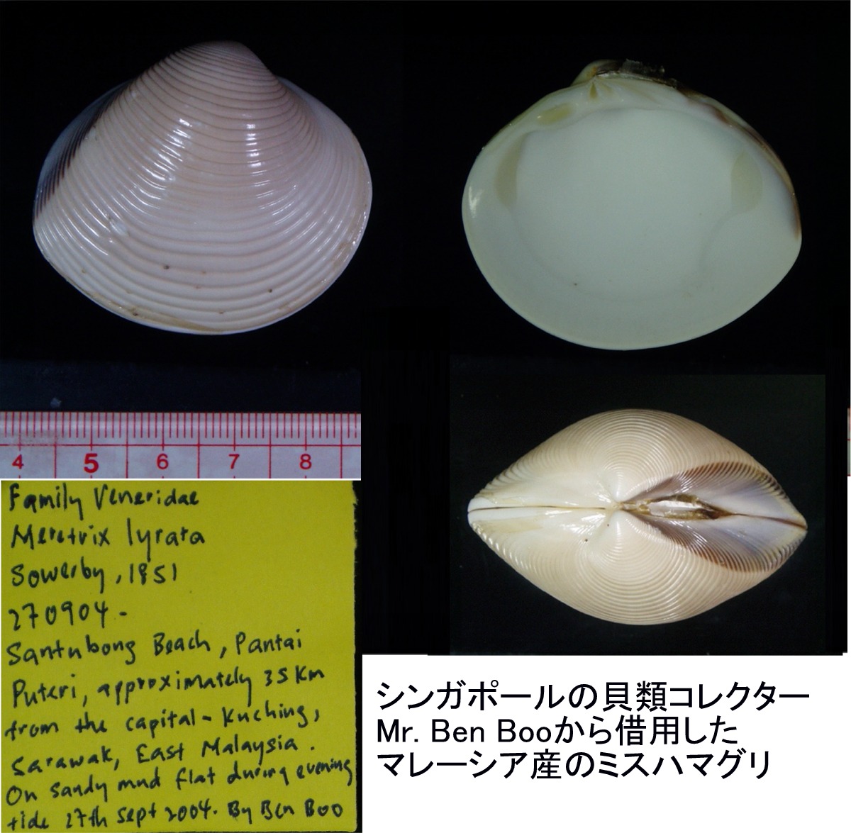 ミスハマグリのミステリー Beachmollusc ひむかのハマグリ