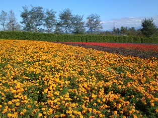 e0150250_1755449.jpg