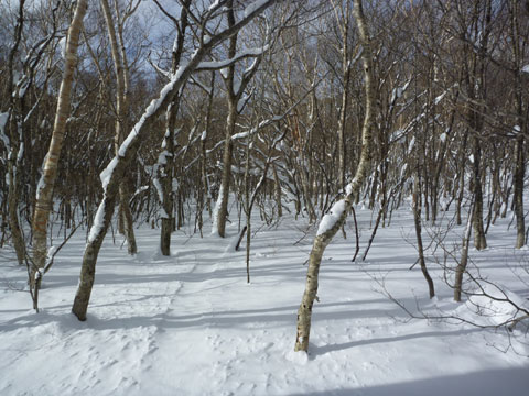 2011年1月1日　北泉ヶ岳_c0116856_17483868.jpg