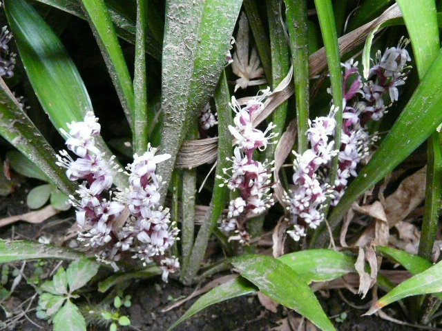 e0145782_99611.jpg