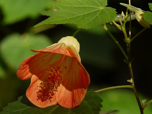 温室の花 アブチロン ブーゲンビレア 花と葉っぱ