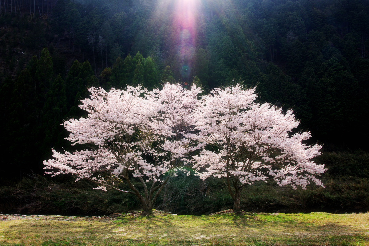 天の祝福_d0200900_5482422.jpg