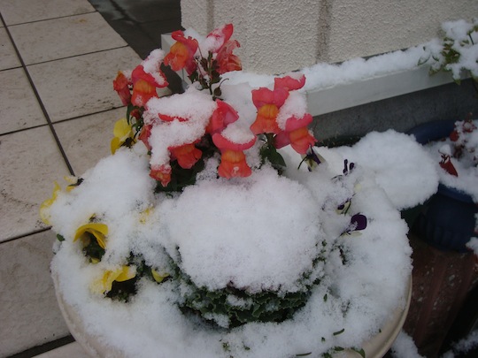 snow flower_c0052304_5252429.jpg