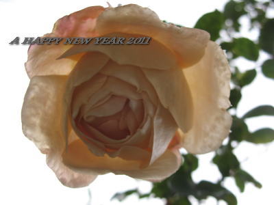 A Hppy　New　Year　２０１１_c0178009_16534344.jpg