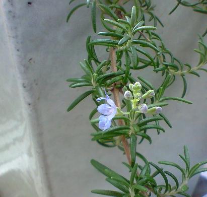 c0097620_2131465.jpg