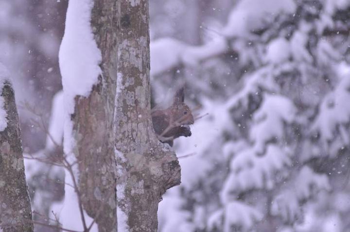 北の森は雪_d0098721_18503724.jpg