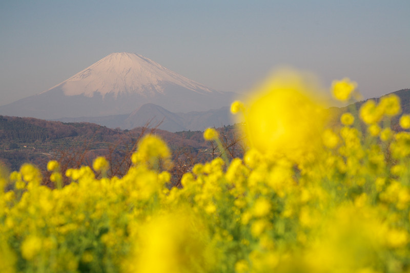 2008.12.30 富士山_f0215863_20817100.jpg