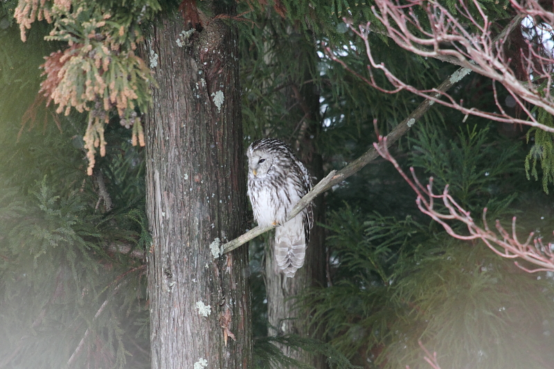 やっぱり凄いぞ長野県（モミヤマフクロウ）_a0167480_10132828.jpg