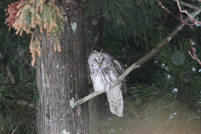 やっぱり凄いぞ長野県（モミヤマフクロウ）_a0167480_10134847.jpg