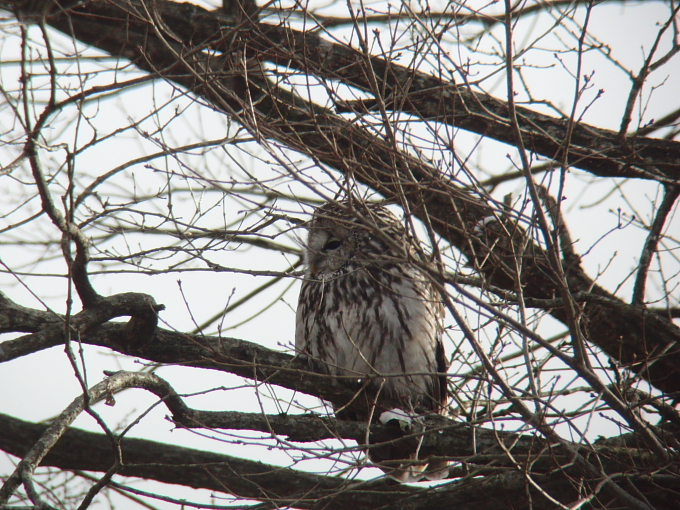 やっぱり凄いぞ長野県（モミヤマフクロウ）_a0167480_10213522.jpg