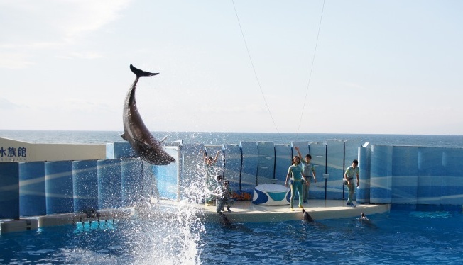 新江ノ島水族館 テレビのドラマ 流れ星 のロケ地 エーデルワイスブログ 新江ノ島水族館 テレビのドラマ 流れ星 のロケ地 エーデルワイスブログ