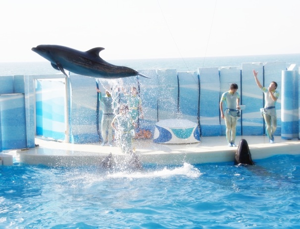 新江ノ島水族館 テレビのドラマ 流れ星 のロケ地 エーデルワイスブログ 新江ノ島水族館 テレビのドラマ 流れ星 のロケ地 エーデルワイスブログ