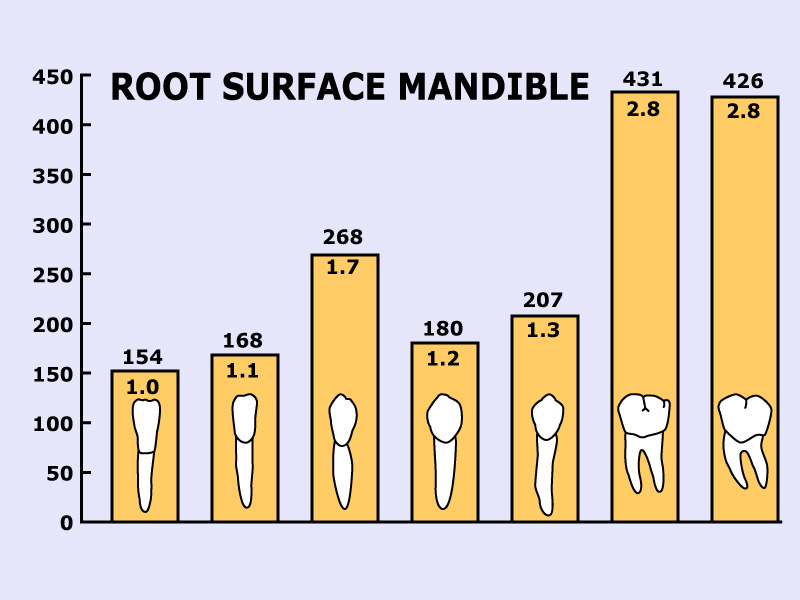 歯根表面積（２）_f0205412_17395851.jpg